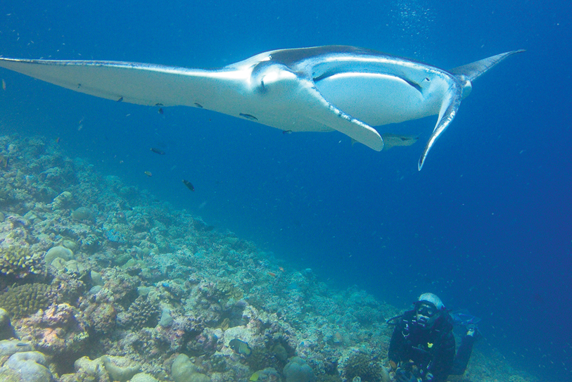 Boutique Beach Maldives Manta Ray Underwater with Diver